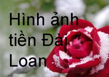 Đài Loan Dùng Tiền Gì ? Hình Ảnh Tờ Tiền – Cách Phân Biệt Thật Giả