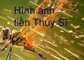 tiền Thụy Sĩ