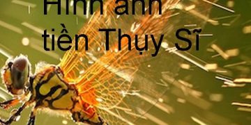 tiền Thụy Sĩ