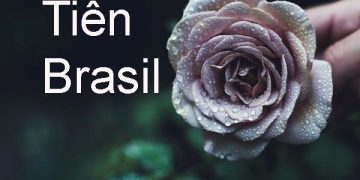 tiền brazil