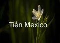 Các Mệnh Giá Tiền Mexico – Tỷ Giá Quy Đổi Tiền Mexico Mới Nhất