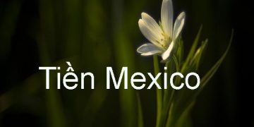 Các Mệnh Giá Tiền Mexico – Tỷ Giá Quy Đổi Tiền Mexico Mới Nhất