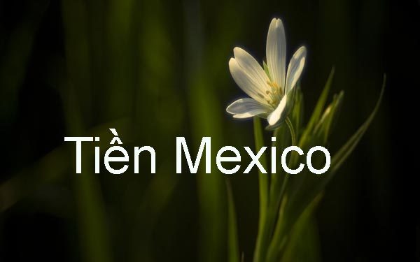 Các Mệnh Giá Tiền Mexico – Tỷ Giá Quy Đổi Tiền Mexico Mới Nhất